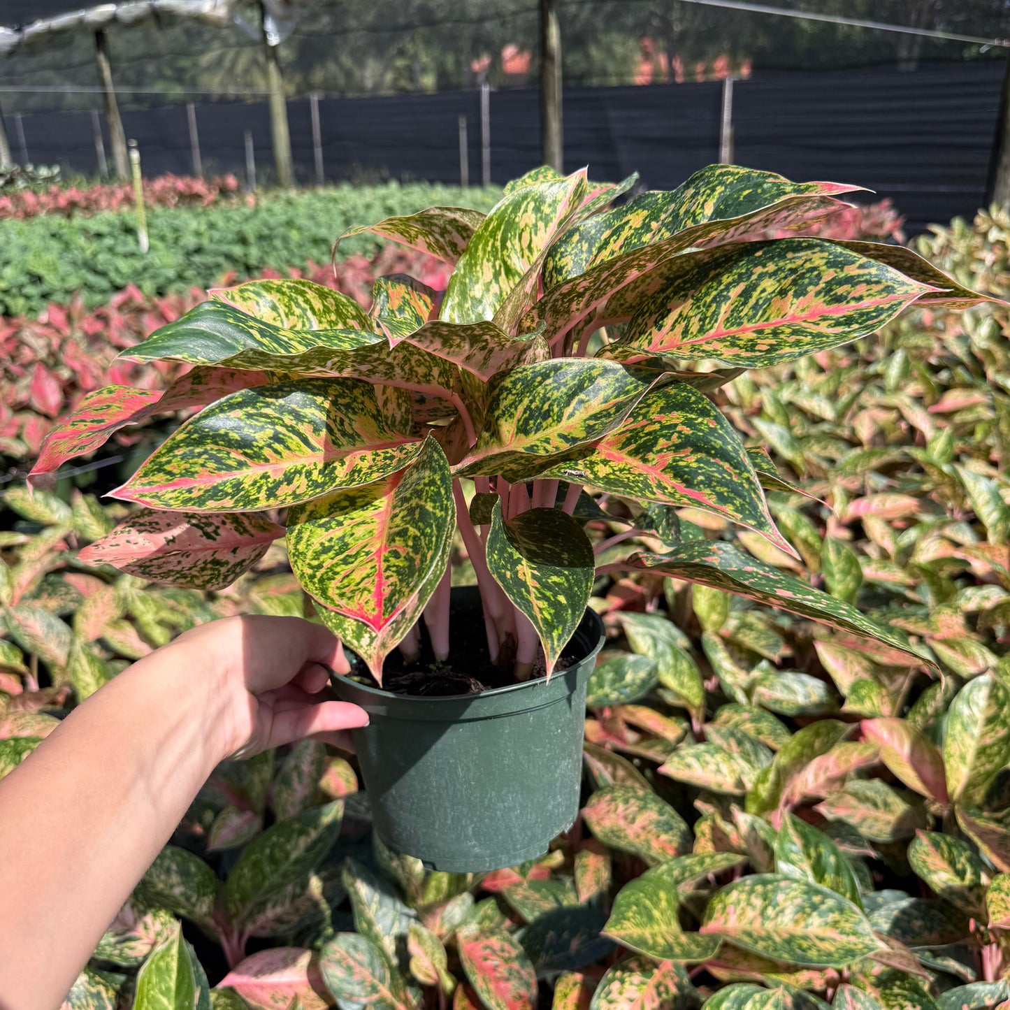 Aglaonema Chanel 6”
