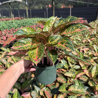 Aglaonema Chanel 6”