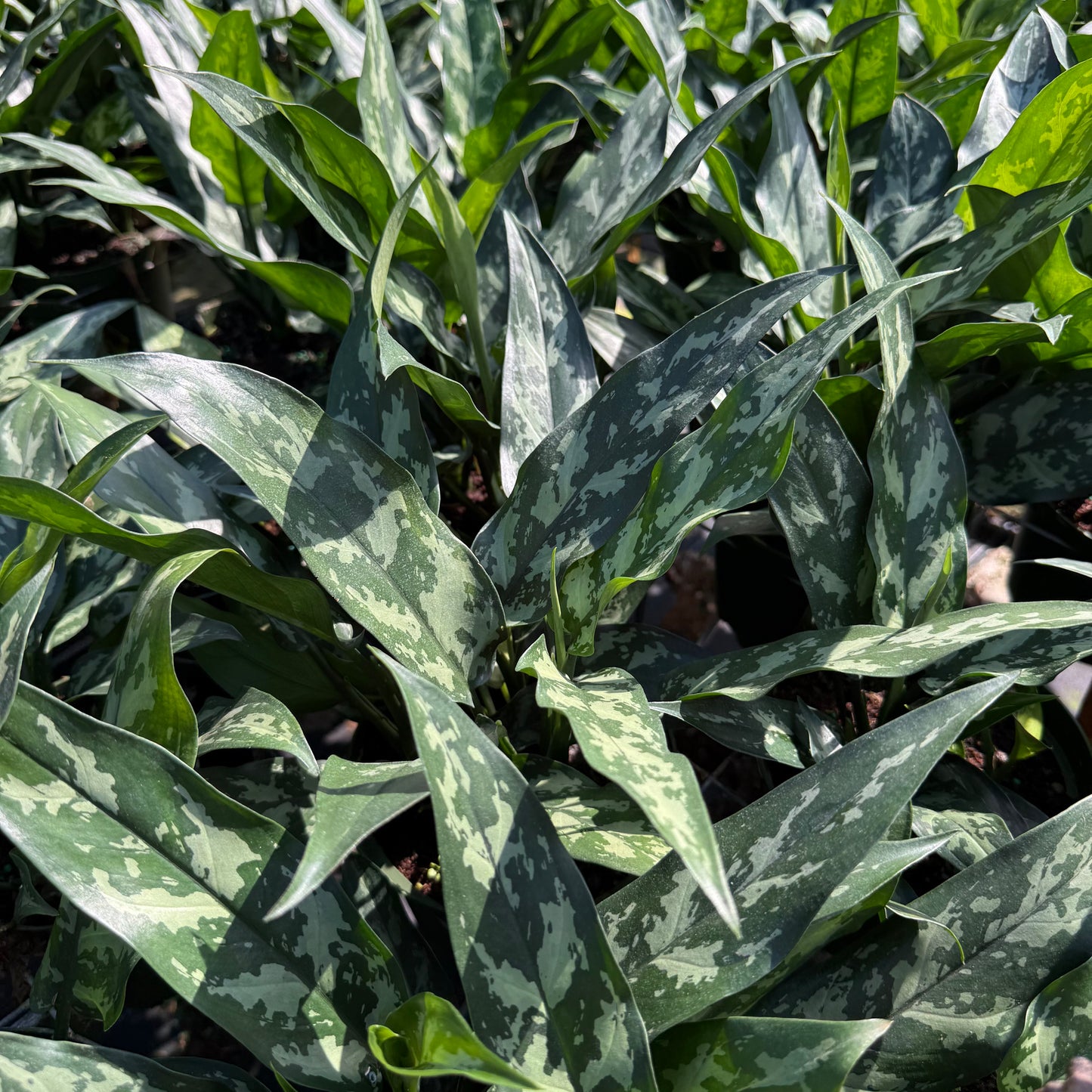 Aglaonema Mary Ann