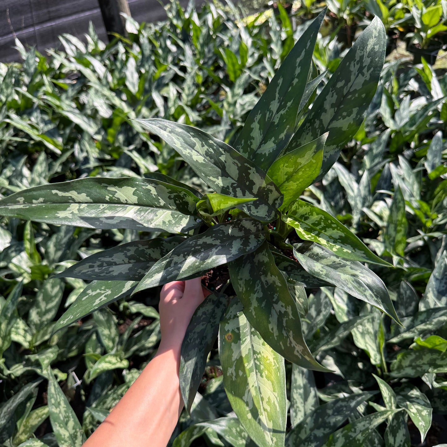 Aglaonema Mary Ann