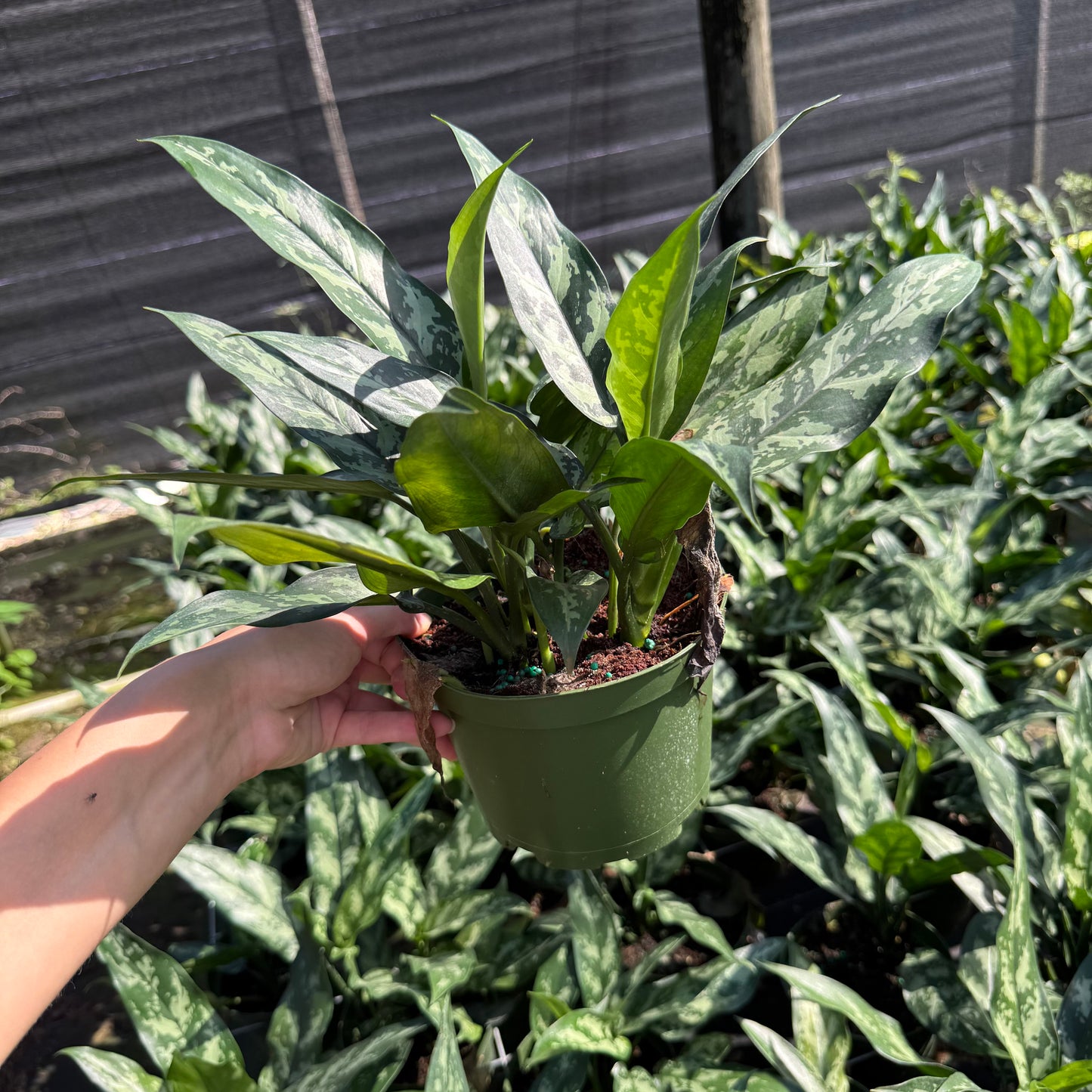 Aglaonema Mary Ann