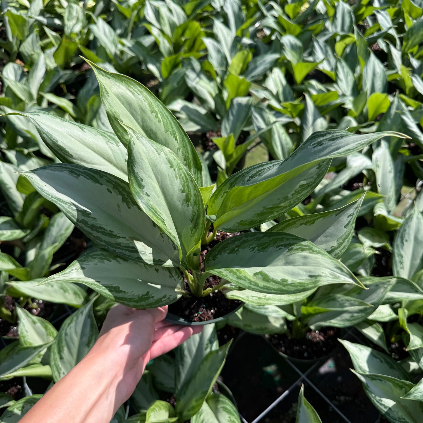 Aglaonema Silver Bay 6"