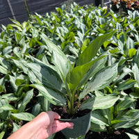 Aglaonema Silver Bay 6"