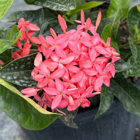 нов