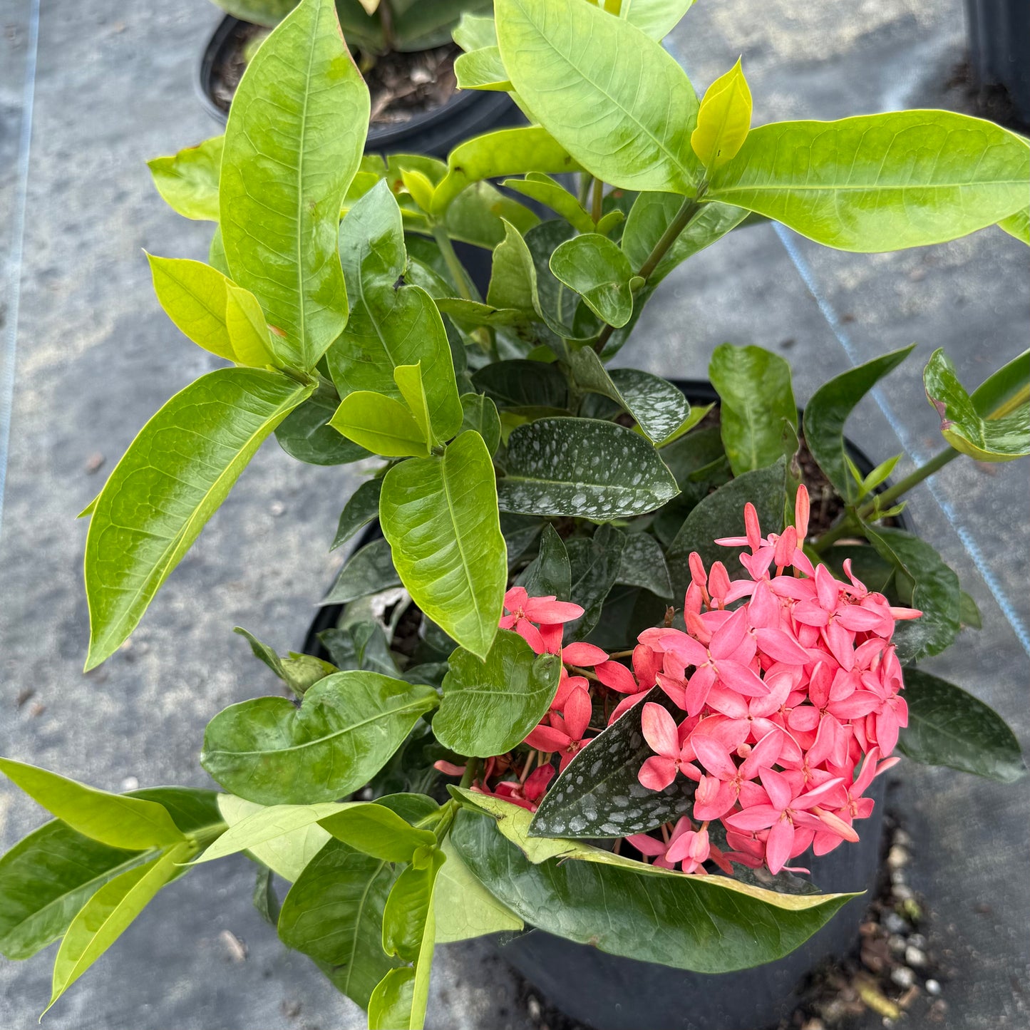 нов