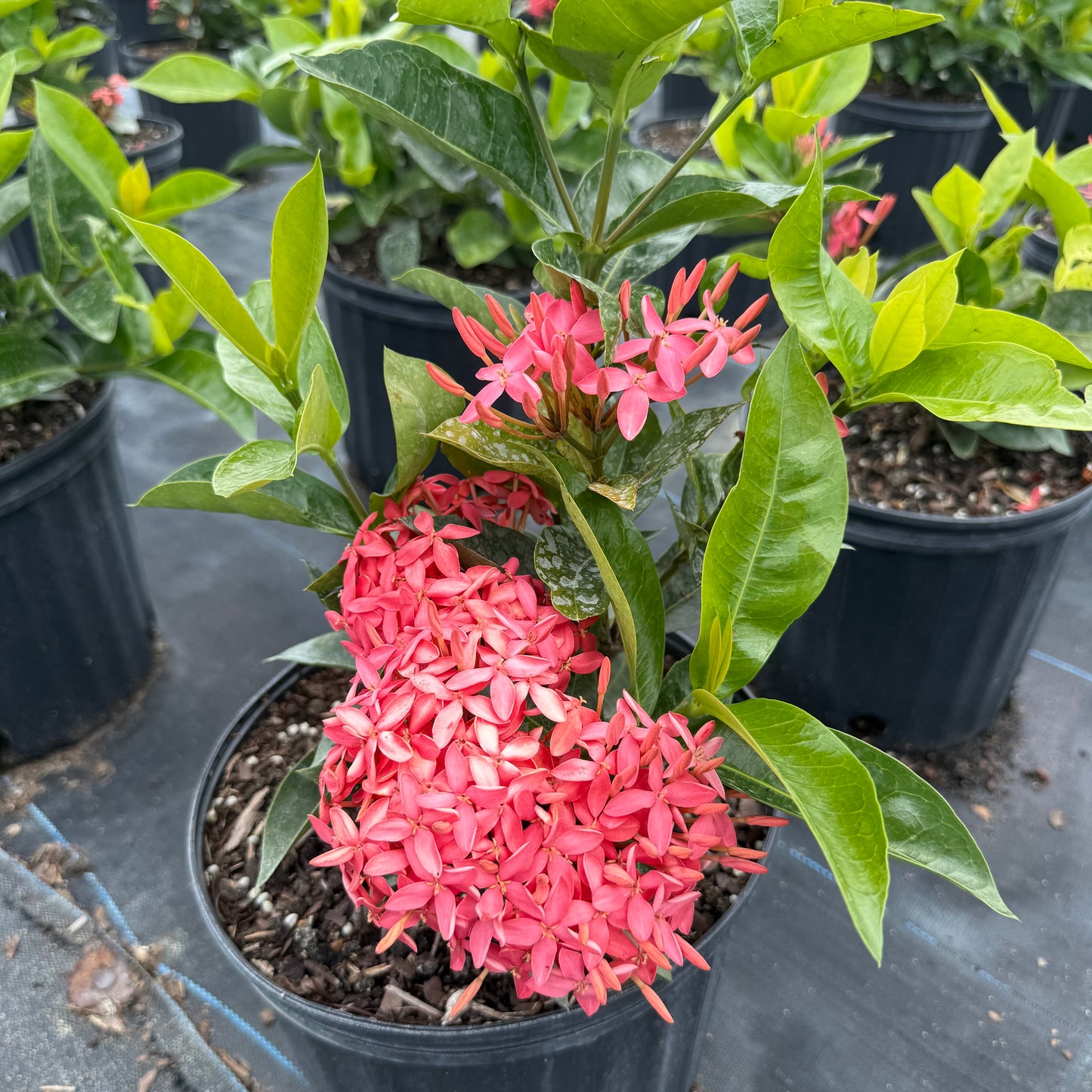 нов