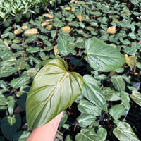 Philodendron Summer Glory 6”