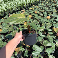 Philodendron Summer Glory 6”