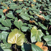 Philodendron Summer Glory 6”