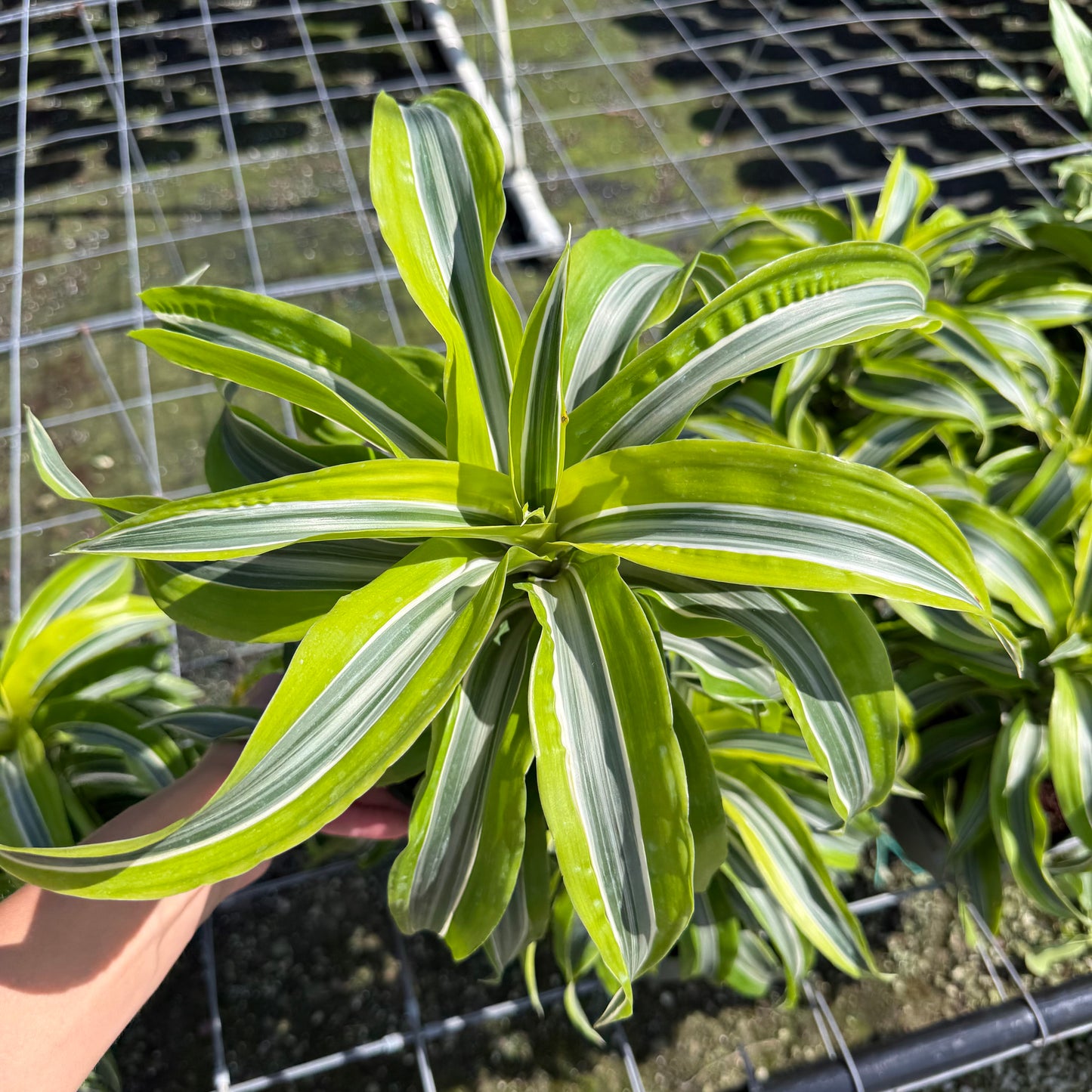 Dracaena Lemon Lime