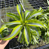 Dracaena Lemon Lime