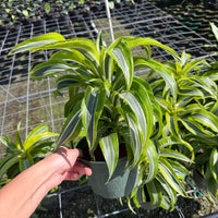 Dracaena Lemon Lime