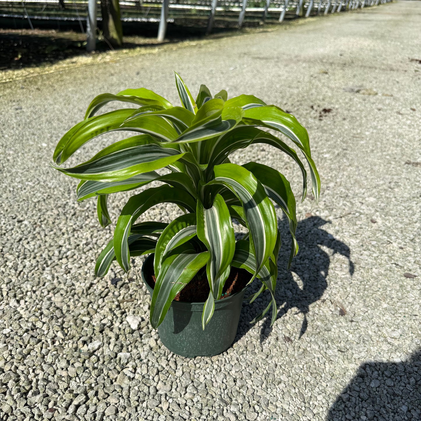 Dracaena Lemon Lime