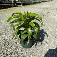 Dracaena Lemon Lime