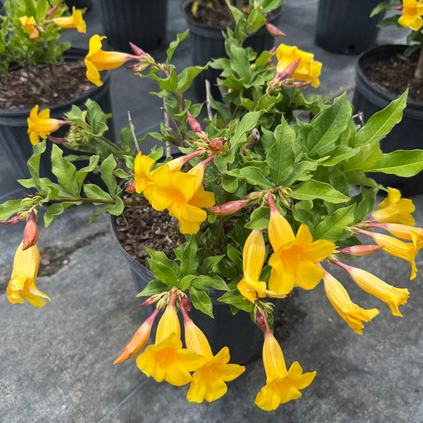нов жел