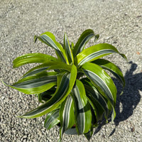 Dracaena Lemon Lime