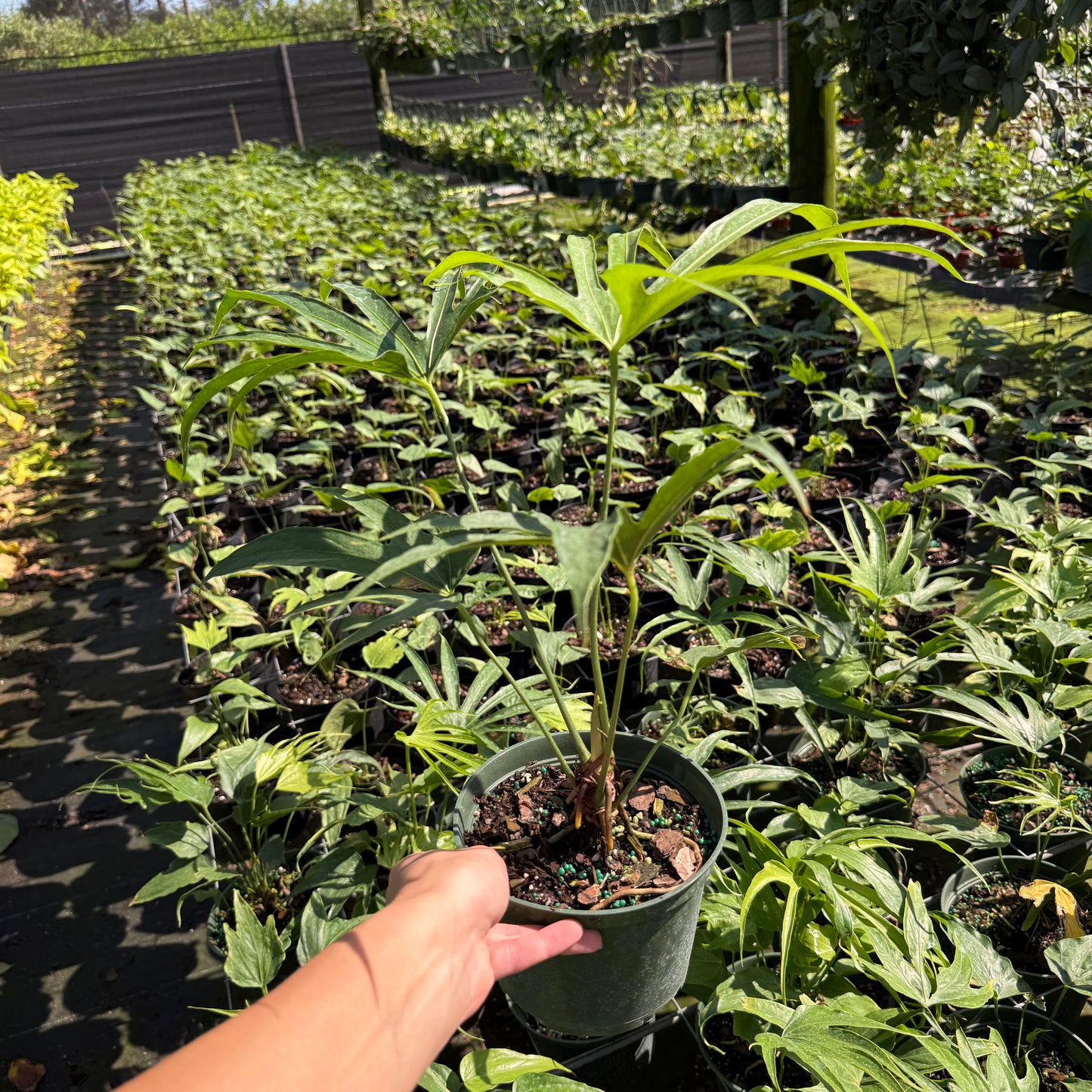 Anthurium Fingers 6”