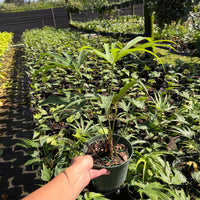 Anthurium Fingers 6”