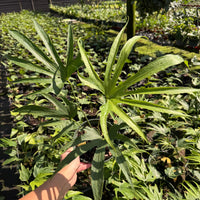 Anthurium Fingers 6”