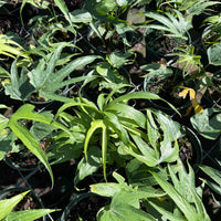 Anthurium Fingers 6”