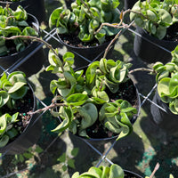 Hoya carnosa (Wax Plant)