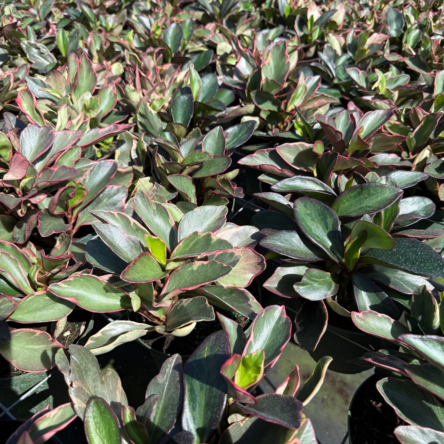 Peperomia Ginny 6”