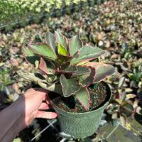 Peperomia Ginny 6”