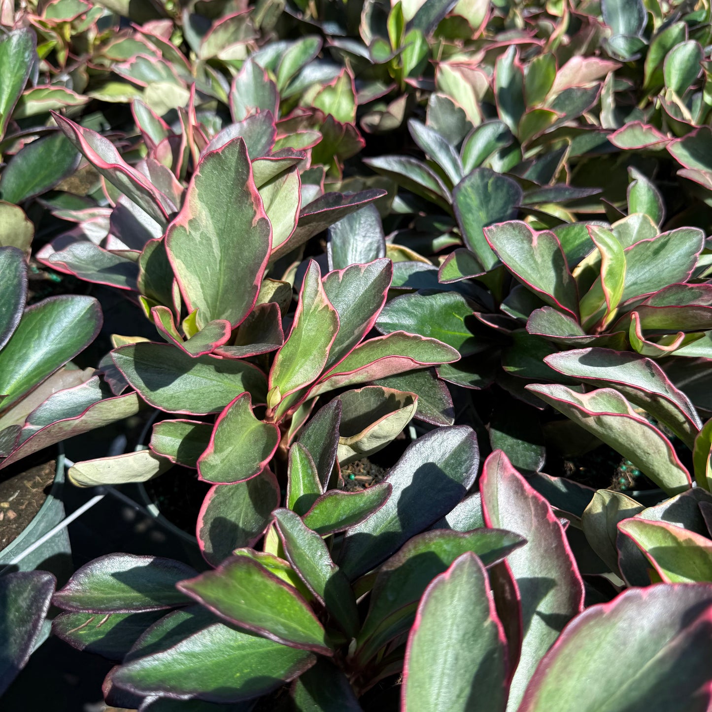 Peperomia Ginny 6”