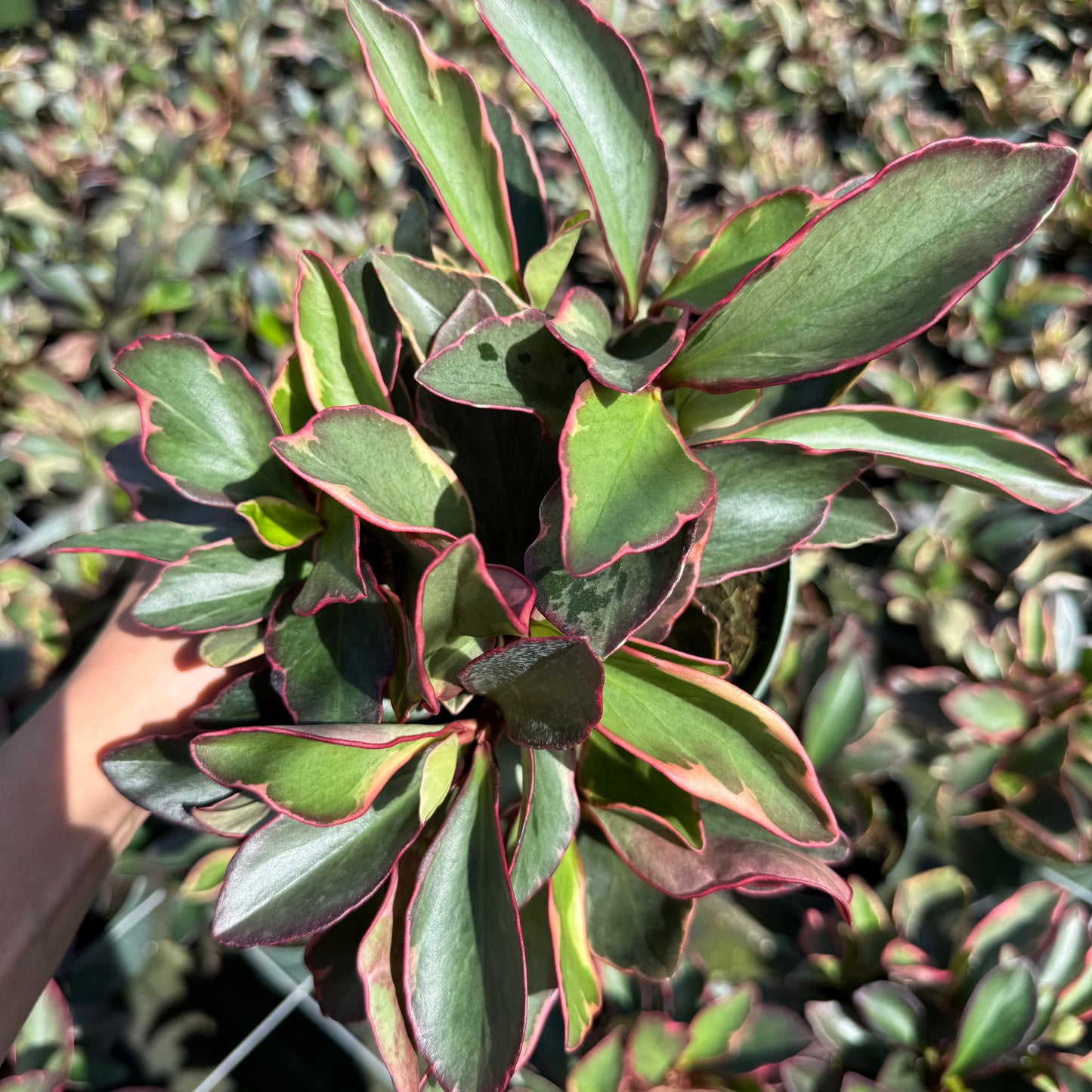 Peperomia Ginny 6”
