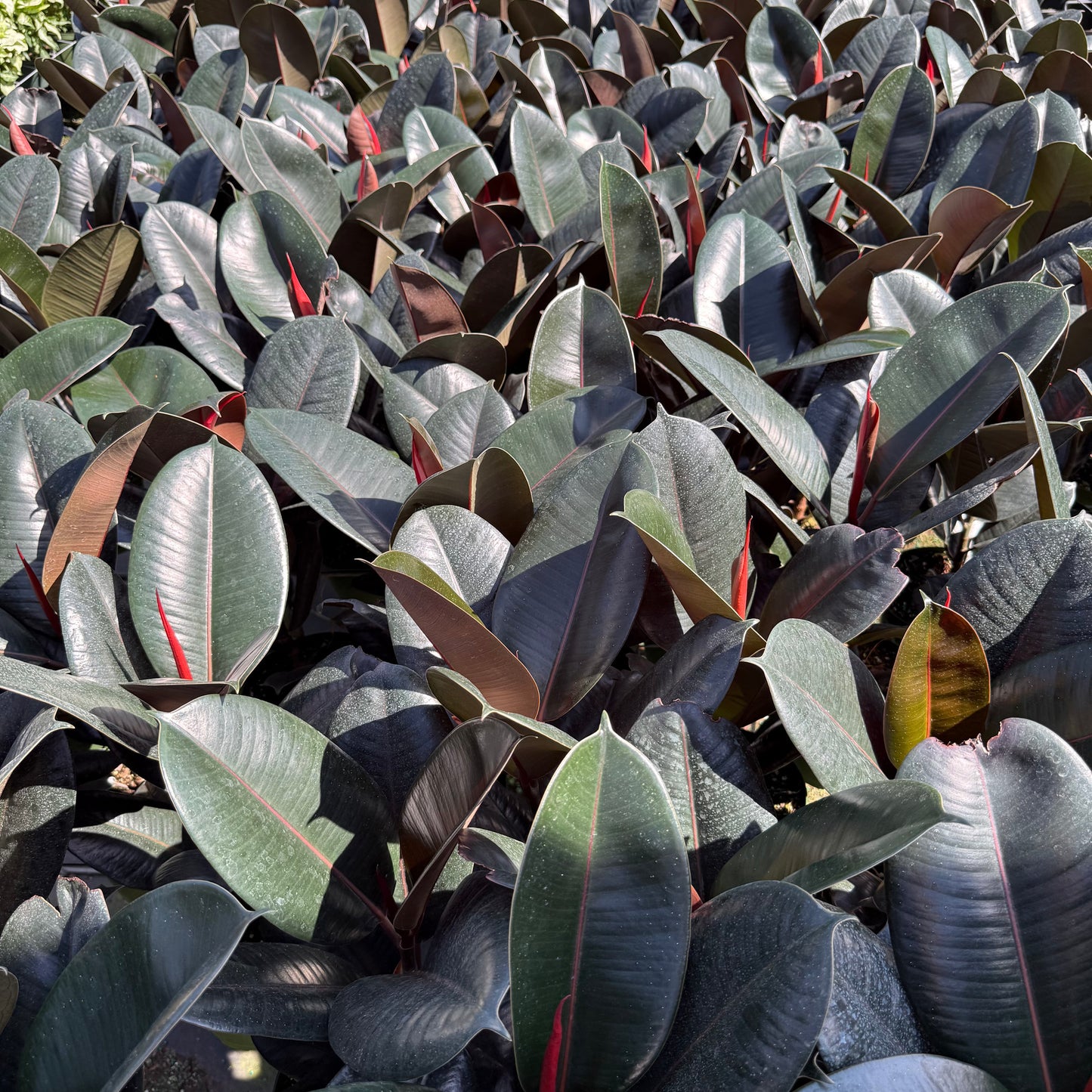 Ficus Burgundy