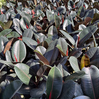Ficus Burgundy