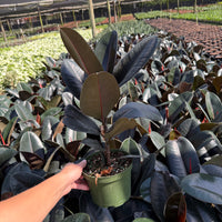 Ficus Burgundy
