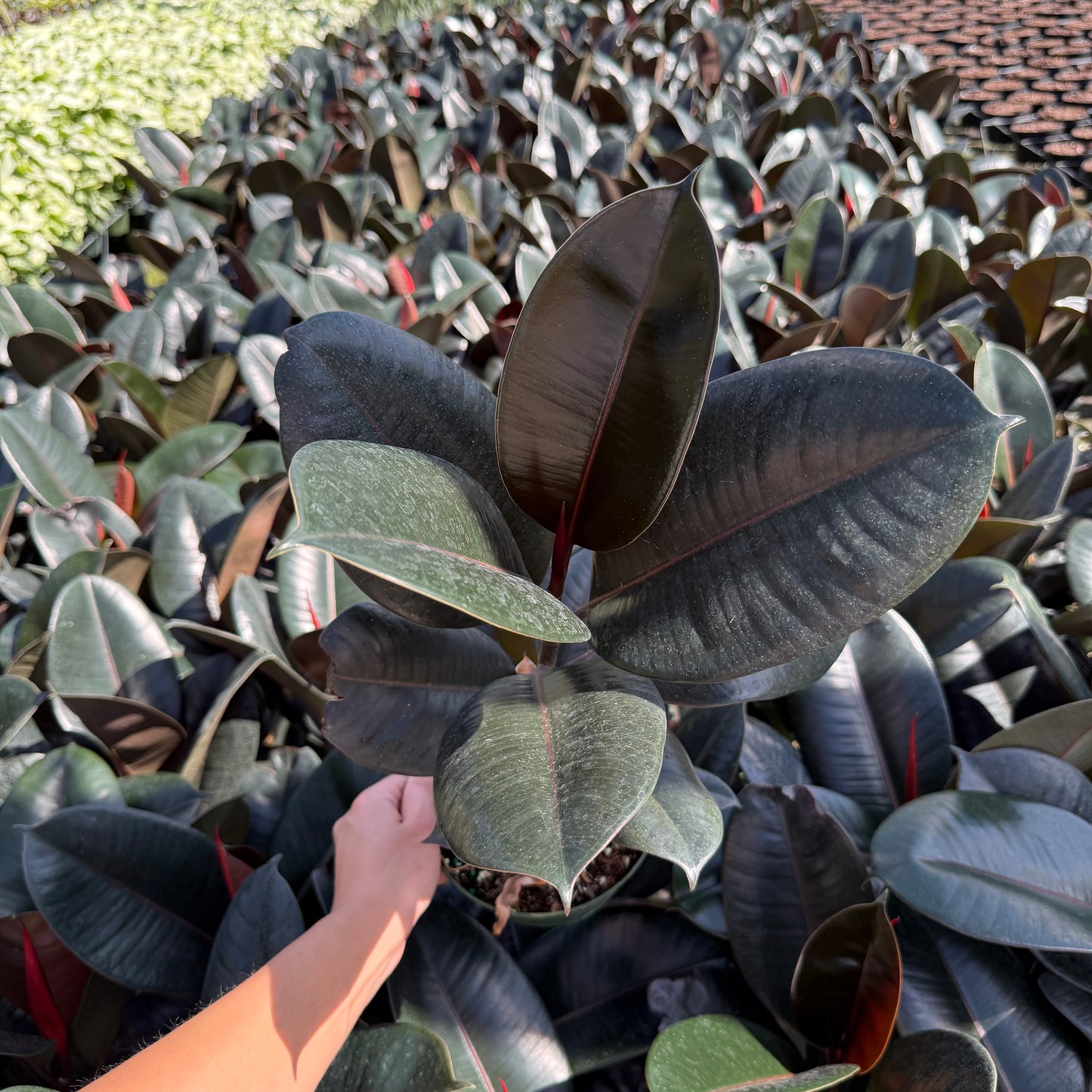 Ficus Burgundy
