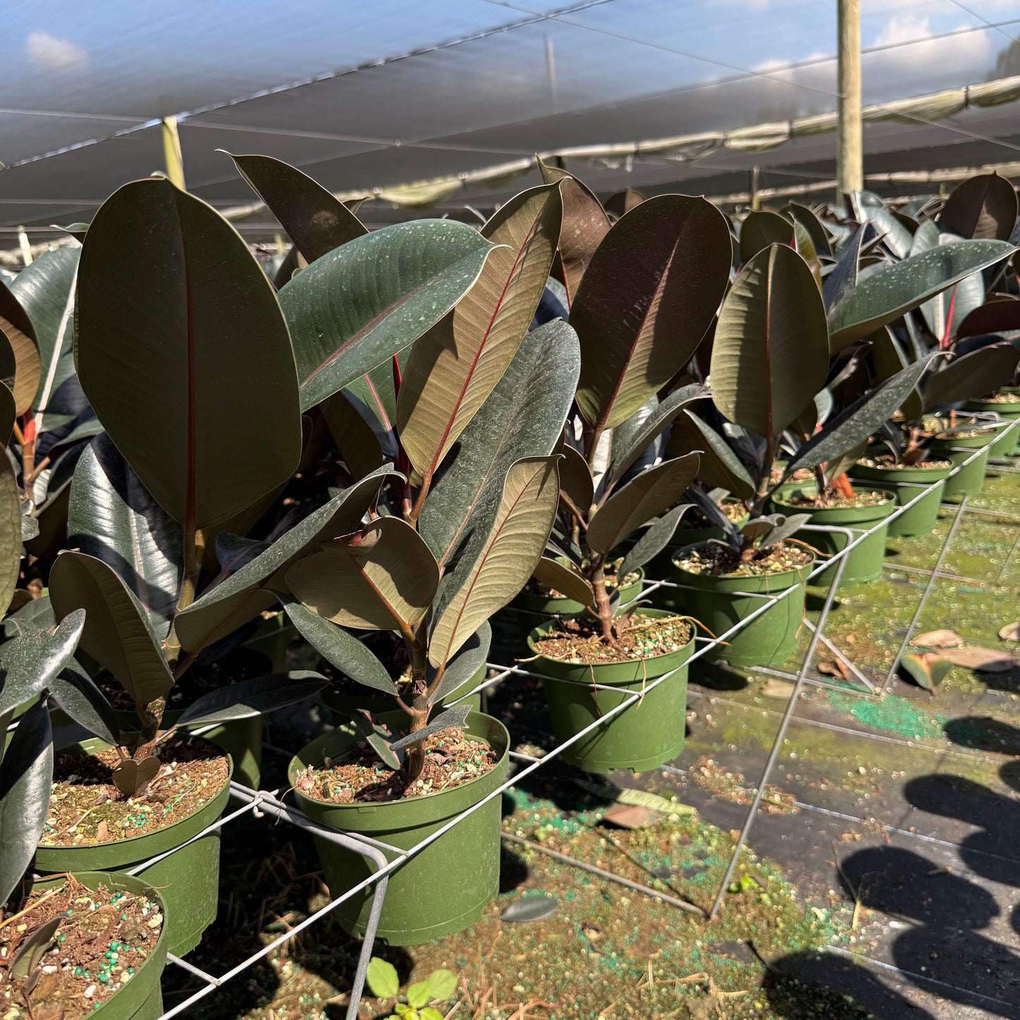 Ficus Burgundy