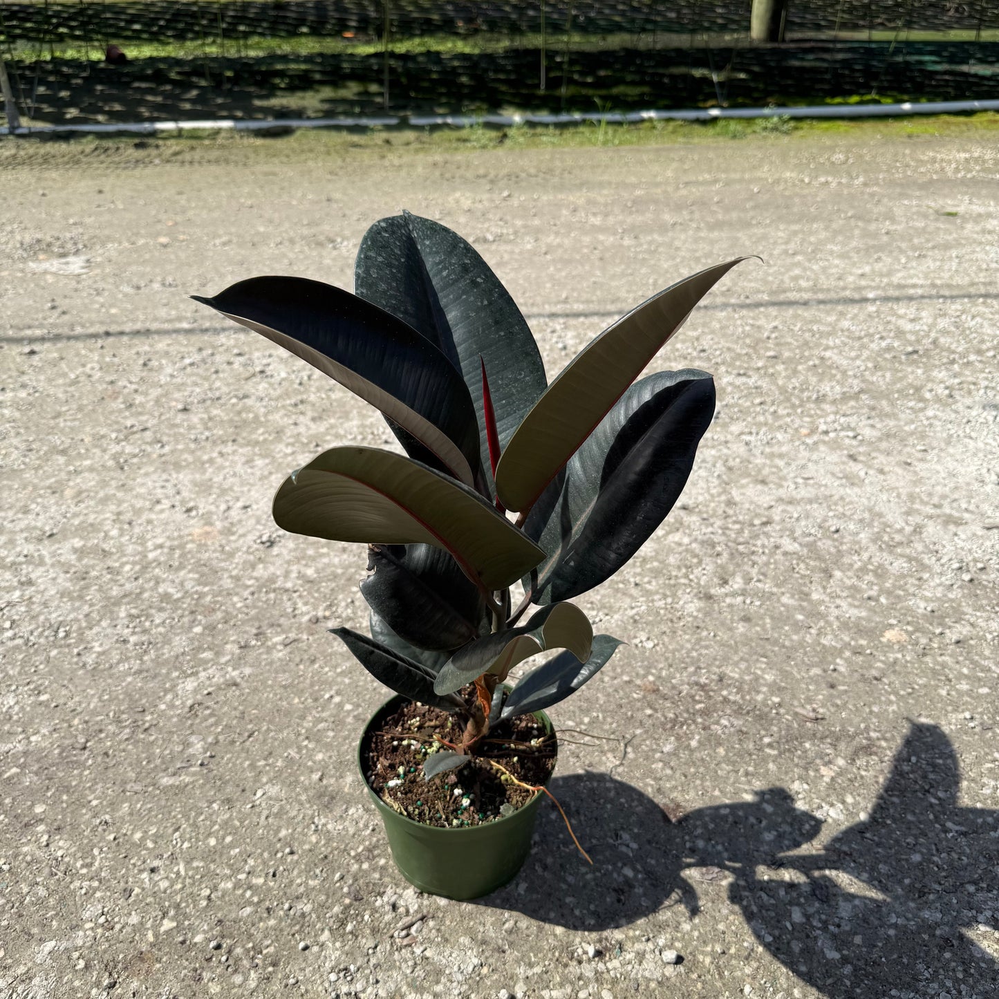 Ficus Burgundy