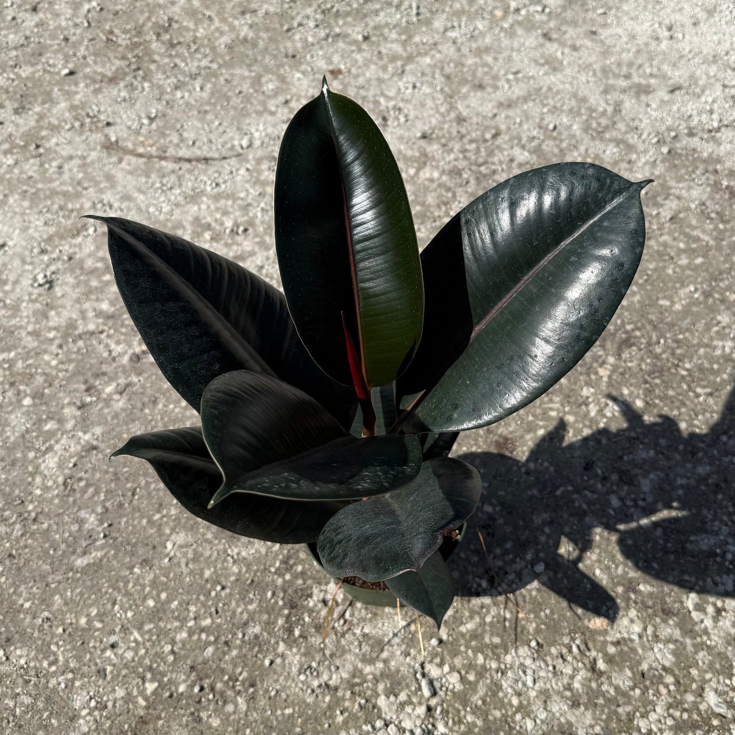 Ficus Burgundy