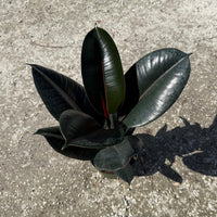 Ficus Burgundy