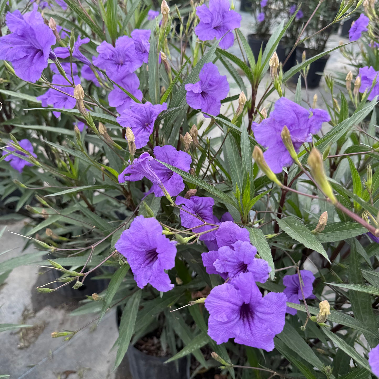 нов