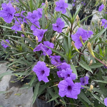 Ruellia Mexican Petunia