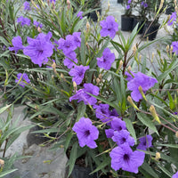 нов