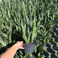 Sansevieria ‘Robusta Green’