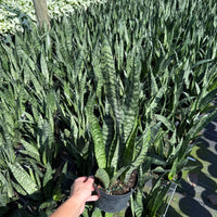 Sansevieria ‘Robusta Green’