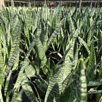 Sansevieria ‘Robusta Green’