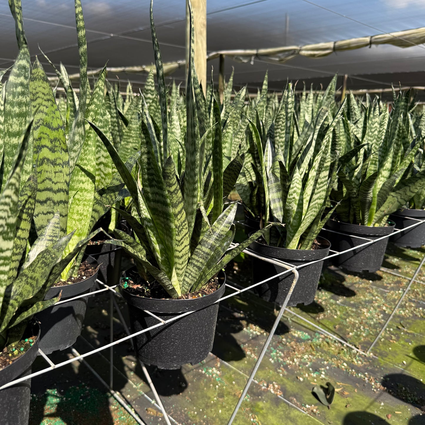 Sansevieria ‘Robusta Green’