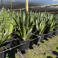 Sansevieria ‘Robusta Green’