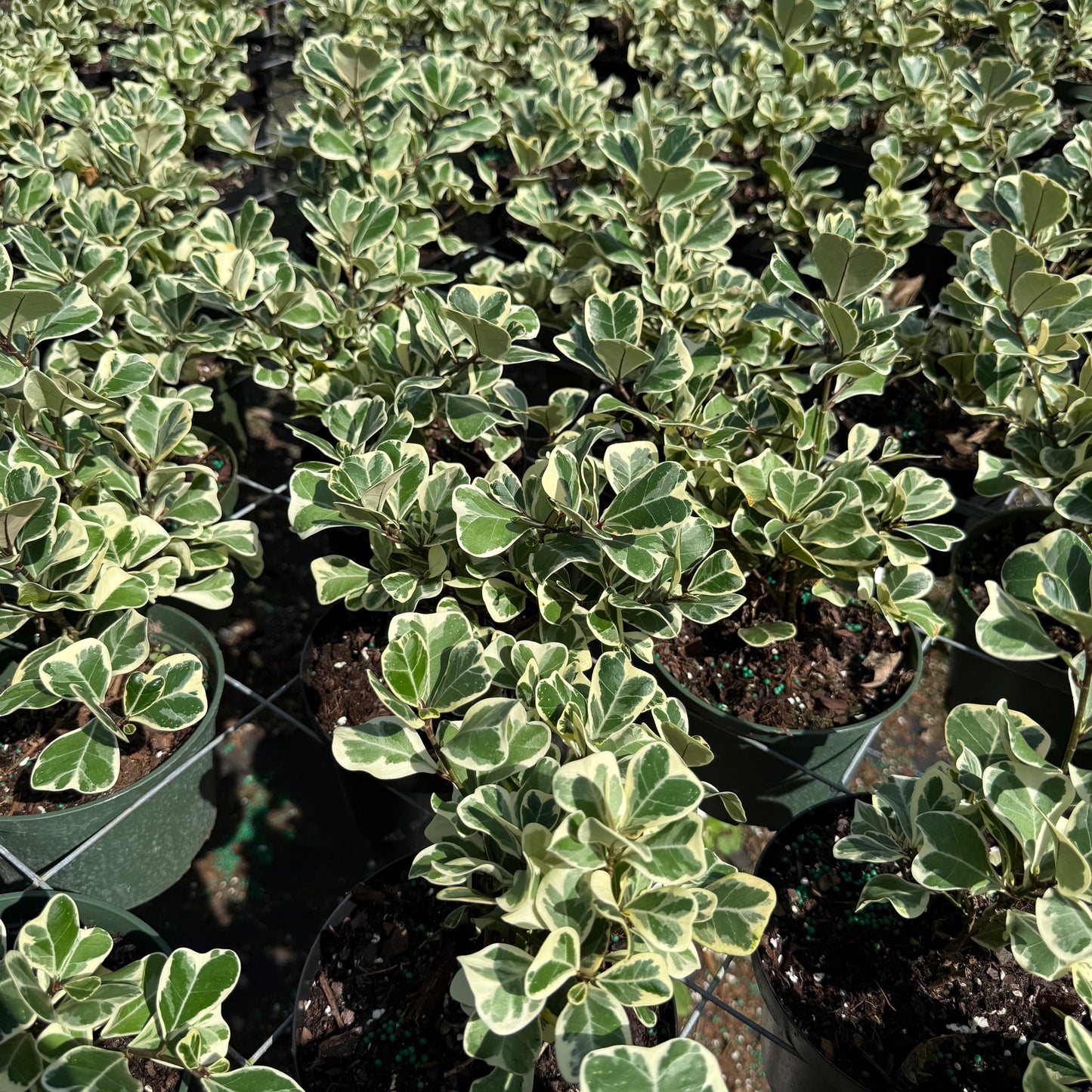 Ficus Triangularis