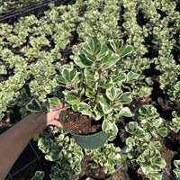 Ficus Triangularis