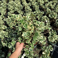 Ficus Triangularis