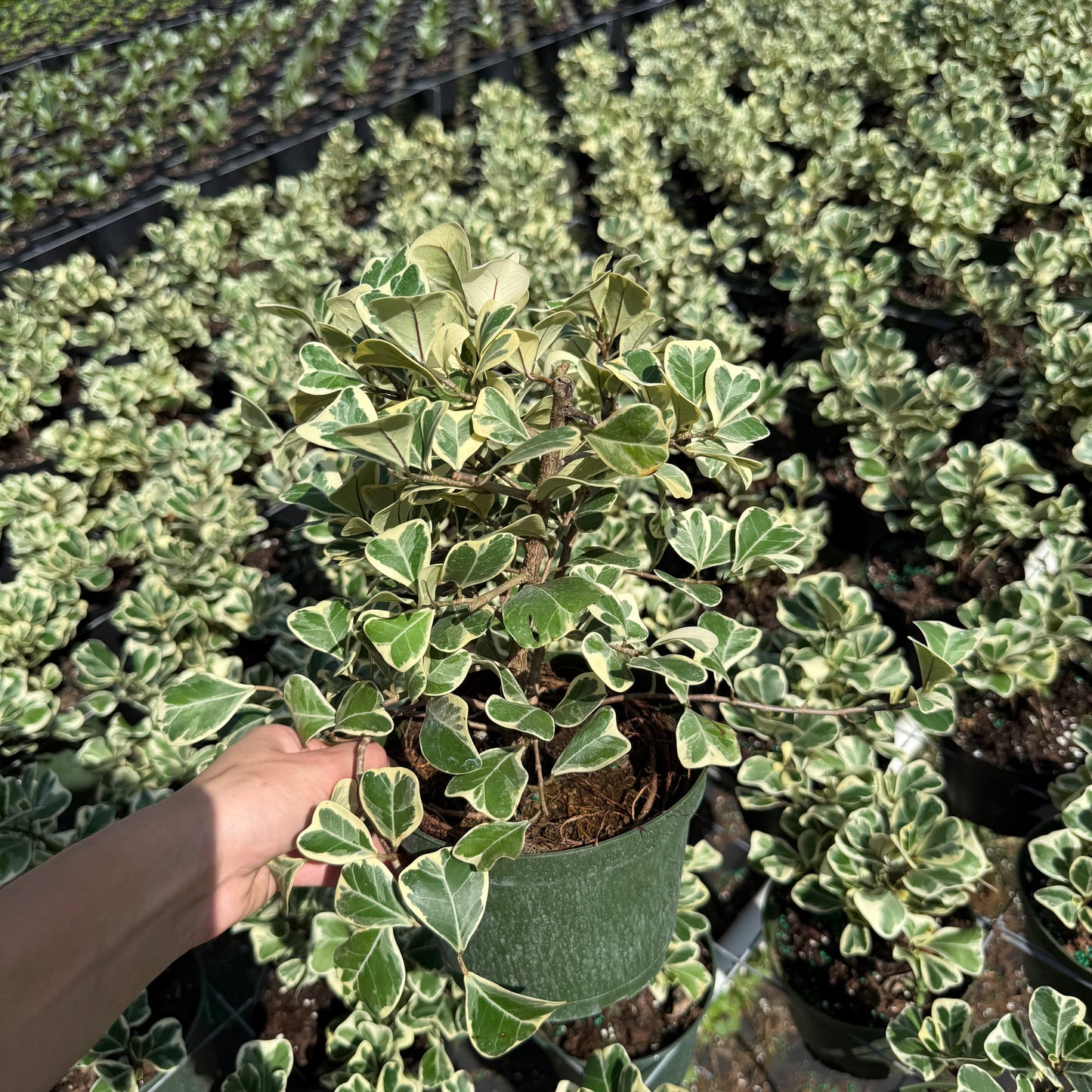 Ficus Triangularis