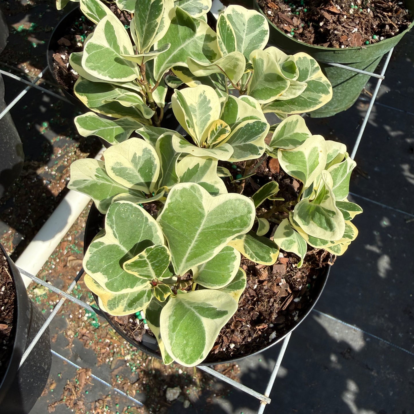Ficus Triangularis